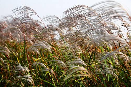 芦苇图片大全，芦苇高清图片